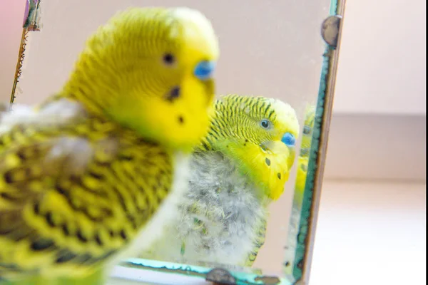 Domestic budgie parrot, poultry with health problem after moulti