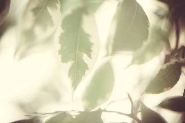 Floral background with macro delicate green leaves of plant abst