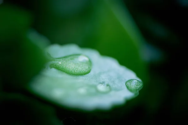 Floral background with macro delicate green leaves of plant abst