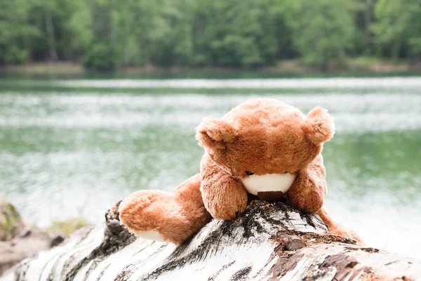 teddy bear sitting on blurred background, animal doll for kid