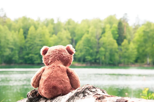 teddy bear sitting on blurred background, animal doll for kid