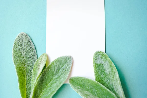 Nature minimalist lifestyle composition, delicate green leaves, blank white pages, on blue paper background