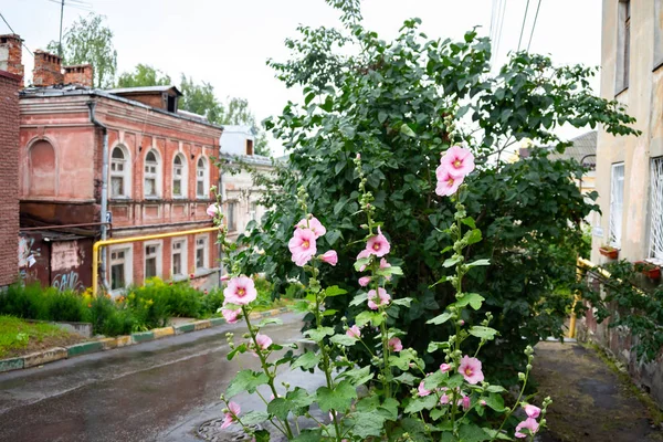 Summer. Old city street, flowers. Houses, streets and views of the central part of Nizhny Novgorod, Russia