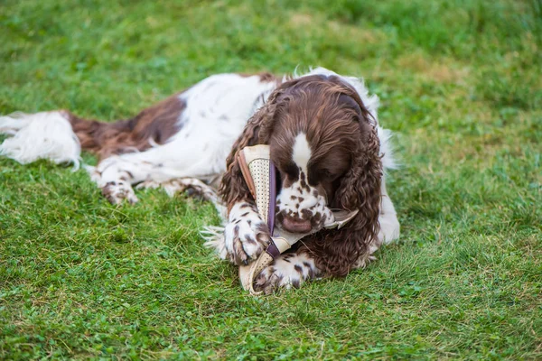 Dog breed English Springer Spaniel lies on the grass and plays w