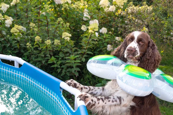 English springer spaniel with swimming ring afraid and looks int