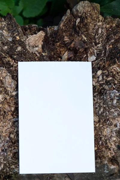 Mock up paper white card on old tree stump. Creative layout with nature concept. Copy space, minimal background.