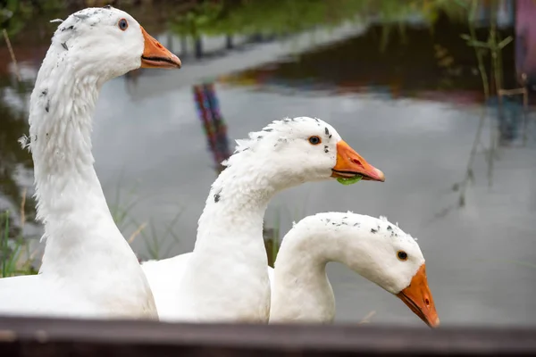 White domestic geese walk against the backdrop of the pond. Goos