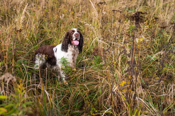 The gun dog standing in the  tallgrass autumn field. Young hunting dog in the autumn forest. English springer spaniel Breeds