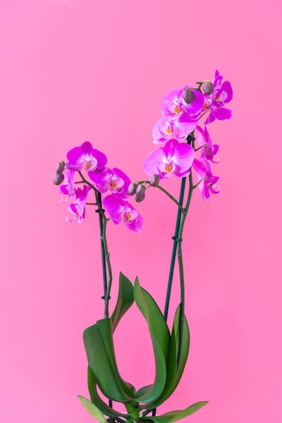 Blooming Phalaenopsis with pink petals and stem. Growing houseplant, moth orchids in blossom. Flowering plant present for holidays. Romantic gift for valentines. Florist shop, flourishing bouquet — Stock Image Blooming Phalaenopsis Pink Petals Stem Growing Houseplant Moth Orchids Blossom Stock Photo