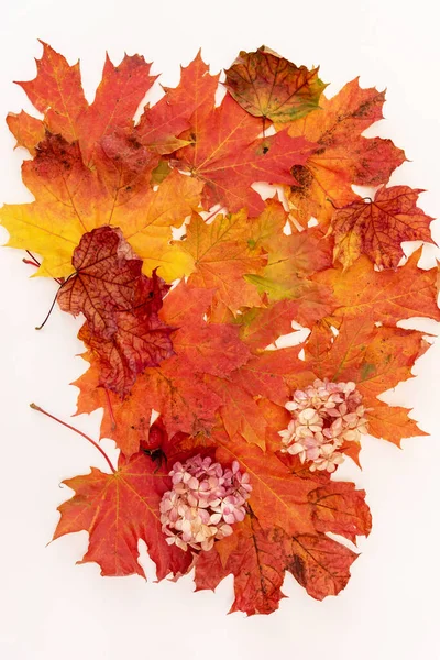 Top view of dried maple tree leaves isolated on white. Composition with colorful autumn foliage. Flat lay red and orange leafage in fall season. Herbarium plants, minimalist decoration flora