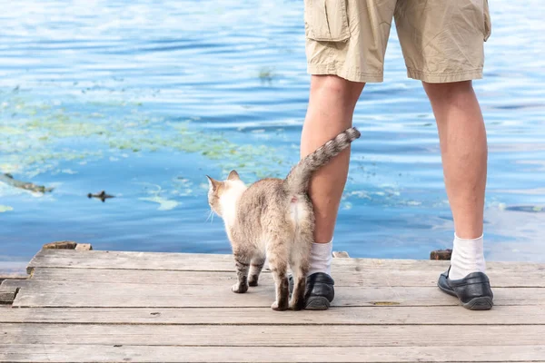 Cat and human friendship, kitty and owner on lake