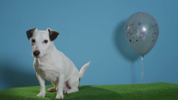 Jack Russell Terrier Hund Mit Happy Birthday Ballon Auf Türkisfarbenem — Stockvideo