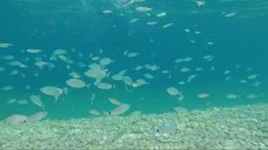 yaldızlı kafalı sürüsü çipura balık deniz su güneş fişekleri altında