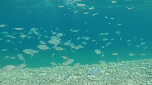 Стадо Рыб Лещ Золоченой Головой Морскими Солнечными Вспышками — стоковое видео