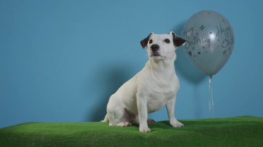 jack Russell terrier köpek mutlu yıllar balon turkuaz arka plan üzerinde ile