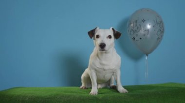 jack Russell terrier köpek mutlu yıllar balon turkuaz arka plan üzerinde ile