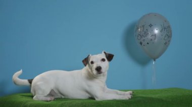 jack Russell terrier köpek mutlu yıllar balon turkuaz arka plan üzerinde ile