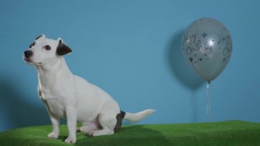jack Russell terrier köpek mutlu yıllar balon turkuaz arka plan üzerinde ile