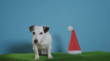 jack Russell terrier köpek turkuaz arka plan üzerinde santa şapka ile