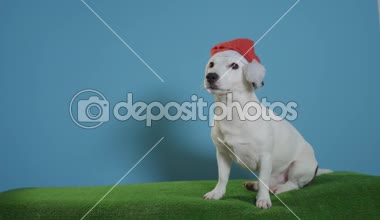 jack Russell terrier köpek turkuaz arka plan üzerinde santa şapka ile