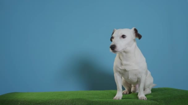 Jack Russell Terrier Kutya Türkiz Háttér — Stock videók