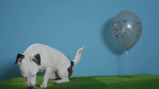 Jack Russell Terrier Hund Mit Happy Birthday Ballon Auf Türkisfarbenem — Stockvideo