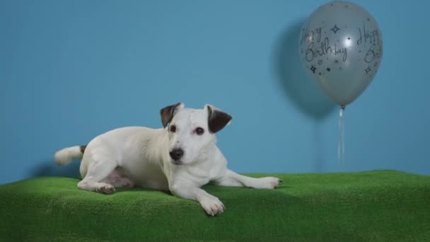 Jack Russell Terrier Köpek Mutlu Yıllar Balon Turkuaz Arka Plan — Stok video