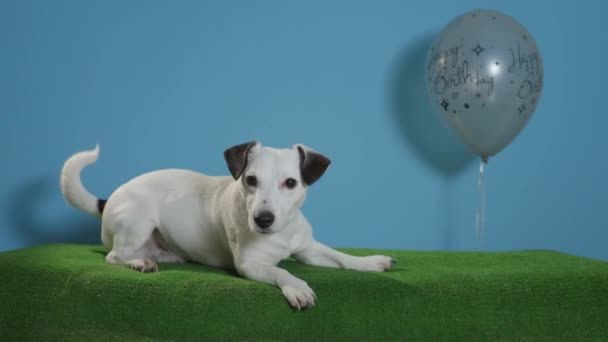 Jack Russell Terrier Köpek Mutlu Yıllar Balon Turkuaz Arka Plan — Stok video