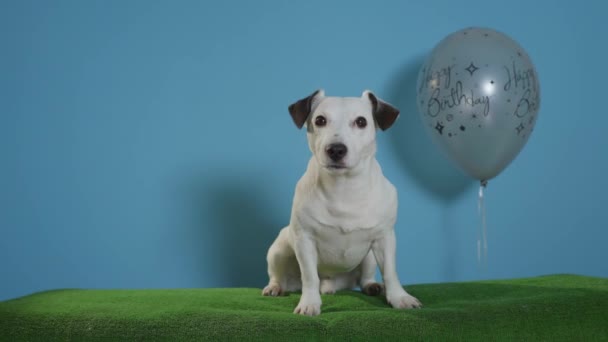 Jack Russell Terrier Hund Mit Happy Birthday Ballon Auf Türkisfarbenem — Stockvideo