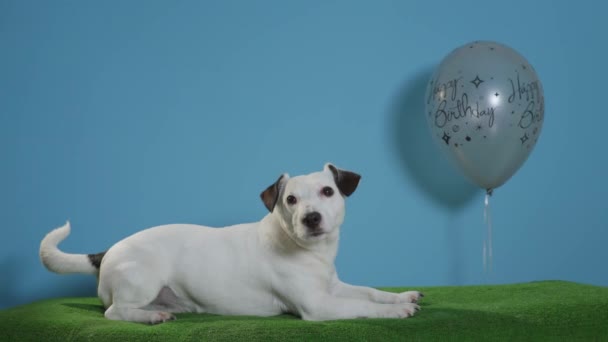 Jack Russell Terrier Dog Happy Birthday Balloon Turquoise Background — Stock Video