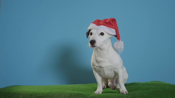 Jack Russell Terrier Dog Santa Hat Turquoise Background — стоковое видео