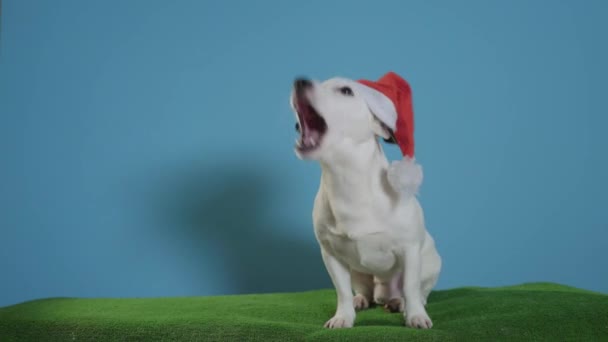 Jack Russell Terrier Hund Mit Weihnachtsmütze Auf Türkisfarbenem Hintergrund — Stockvideo