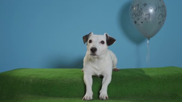 Jack Russell Terrier Hund Mit Happy Birthday Ballon Auf Türkisfarbenem — Stockvideo