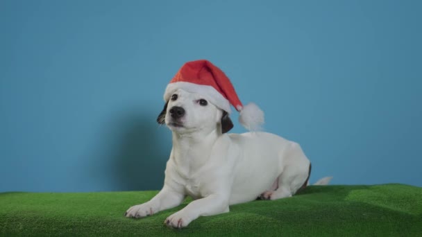 Jack Russell Terrier Hond Met Kerstmuts Turkooizen Achtergrond — Stockvideo