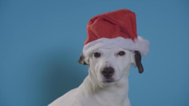 杰克罗素狗狗与圣诞老人帽子在绿松石背景 — 图库视频影像