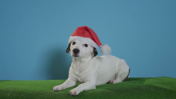Jack Russell Terrier Dog Santa Hat Turquoise Background — стоковое видео