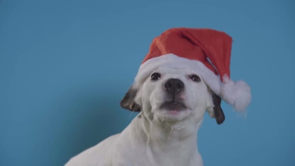 Jack Russell Terrier Hund Mit Weihnachtsmütze Auf Türkisfarbenem Hintergrund — Stockvideo