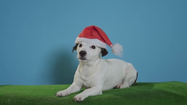 Jack Russell Terrier Hund Mit Weihnachtsmütze Auf Türkisfarbenem Hintergrund — Stockvideo