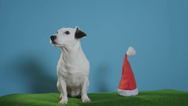 Jack Russell Terrier Köpek Turkuaz Arka Plan Üzerinde Santa Şapka — Stok video