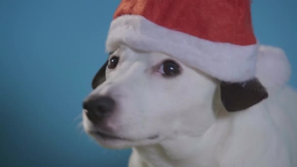 Jack Russell Terrier Hund Mit Weihnachtsmütze Auf Türkisfarbenem Hintergrund — Stockvideo