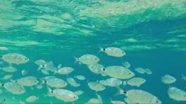 yaldızlı kafalı sürüsü çipura balık deniz su güneş fişekleri altında
