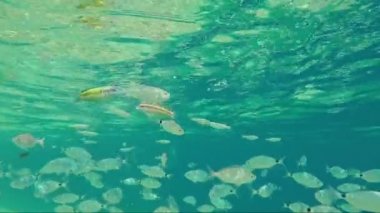 yaldızlı kafalı sürüsü çipura balık deniz su güneş fişekleri altında