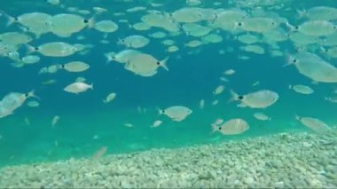 yaldızlı kafalı sürüsü çipura balık deniz su güneş fişekleri altında