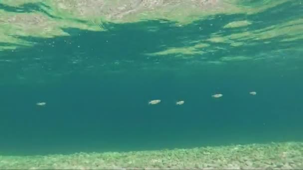 Риби Йдуть Під Водою — стокове відео