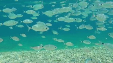 yaldızlı kafalı sürüsü çipura balık deniz su güneş fişekleri altında