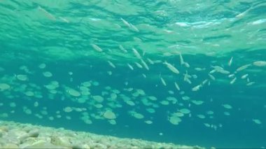 yaldızlı kafalı sürüsü çipura balık deniz su güneş fişekleri altında