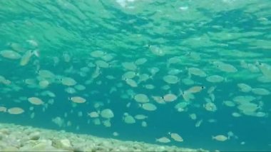 yaldızlı kafalı sürüsü çipura balık deniz su güneş fişekleri altında