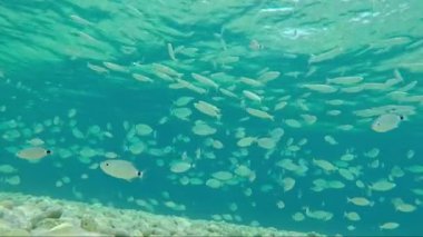 yaldızlı kafalı sürüsü çipura balık deniz su güneş fişekleri altında