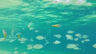 yaldızlı kafalı sürüsü çipura balık deniz su güneş fişekleri altında