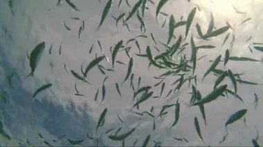 yaldızlı kafalı sürüsü çipura balık deniz su güneş fişekleri altında